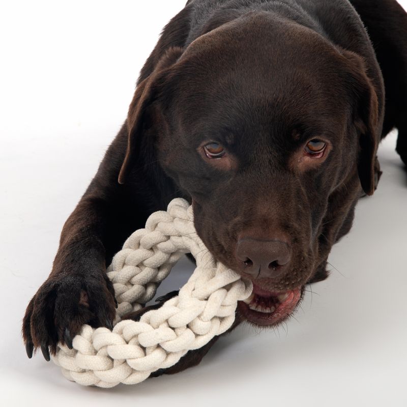 TIAKI Dog Toy Rope Ring Ø 18 x H 4,5 cm