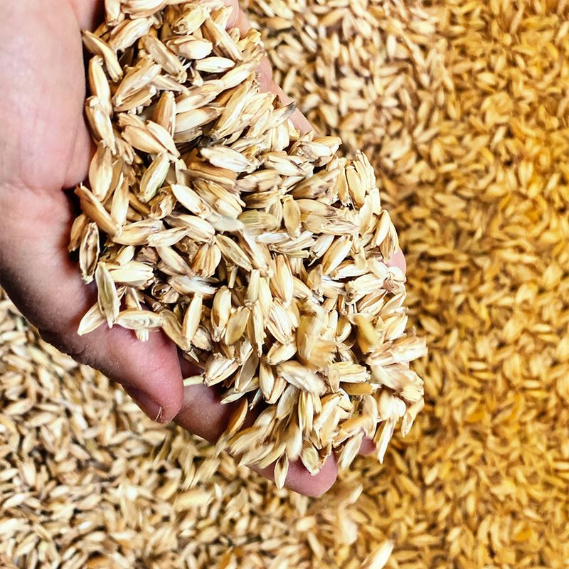 Aumüller Cat Play Pillow Leo Lion 1 piece