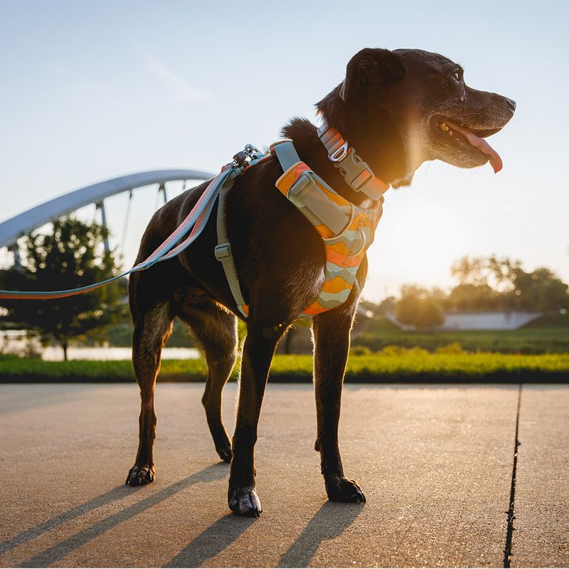 Ruffwear Front Range Dog Harness - Spring Mountains Size S: 56 - 69cm chest circumference