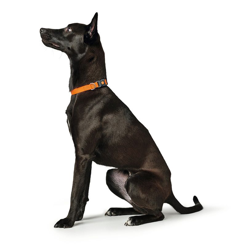 HUNTER Halsband London, orange Vario Basic Gr.S: 24-36 cm Halsumfang, B 10 mm