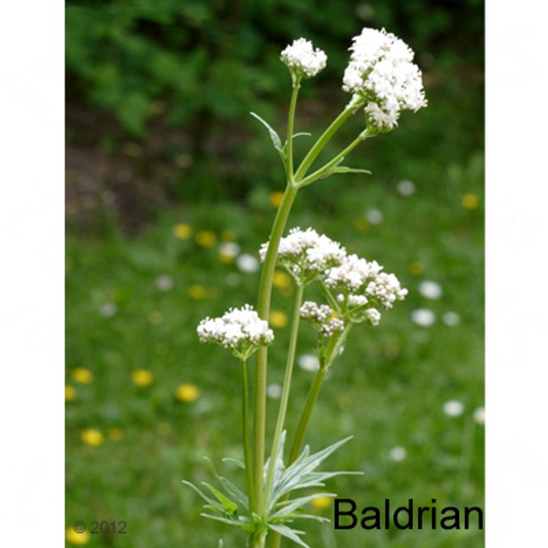 Aumüller Valerian Cuddly Bunny 1 toy