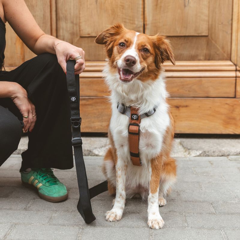 Nomad Tales Spirit Multi-Ring Harness Size S: approx. 40 - 58 cm Chest Circumference