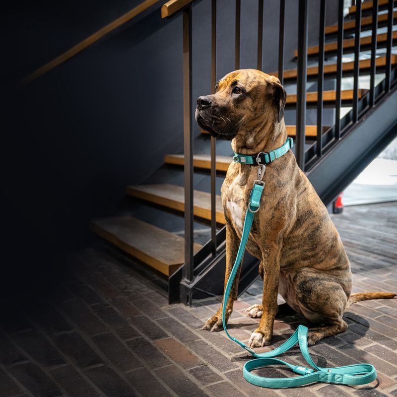 Max & Molly Multifunctional Leash Matrix 2.0 - Turquoise Size S: 200cm long, 20mm wide