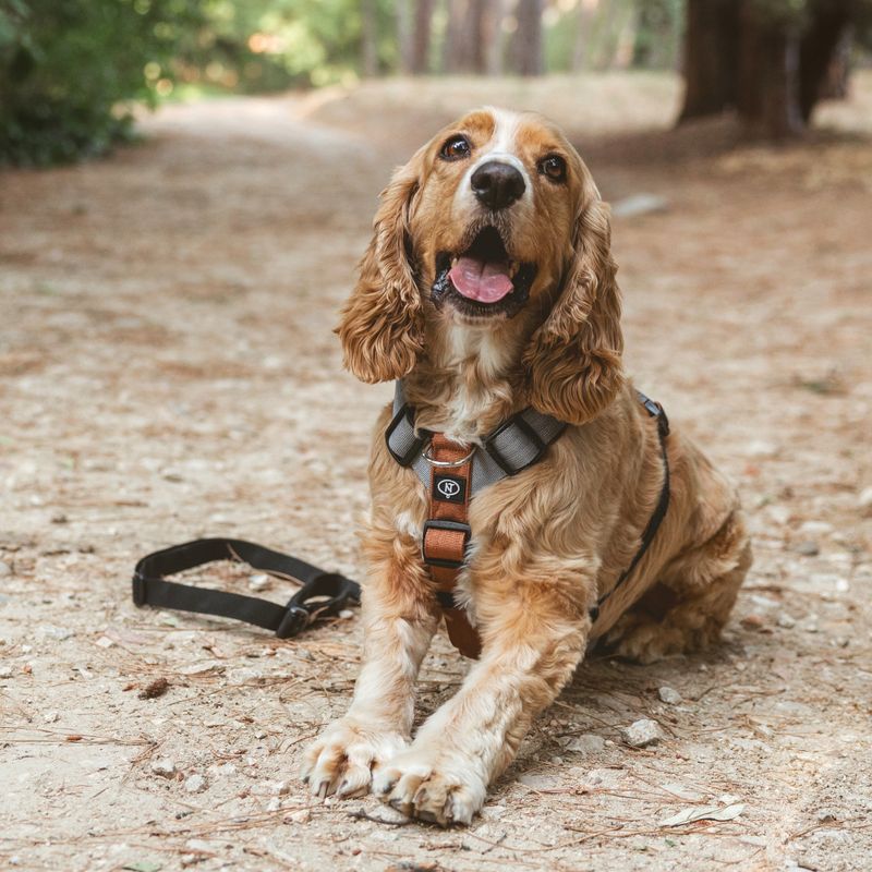 Nomad Tales Spirit Multi-Ring Harness Size S: approx. 40 - 58 cm Chest Circumference