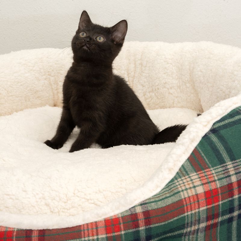 TIAKI Asher Snuggle Bed 70 x 65 x 20cm (L x W x H)