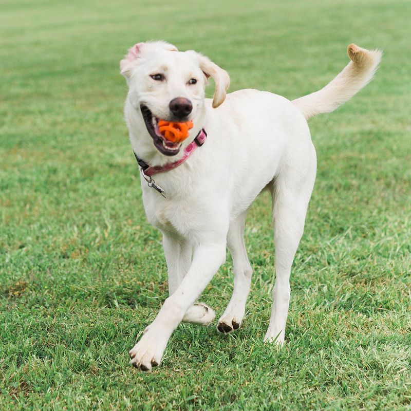 Chuckit! Breathe Right Fetch Ball Medium: 6.5 cm diameter