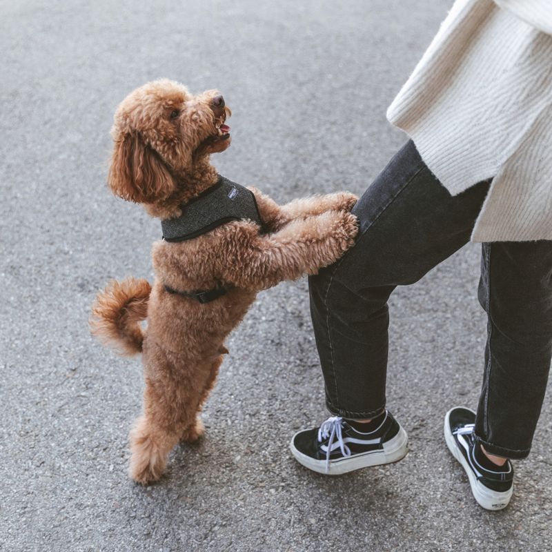 Nomad Tales Calma Harness - Ebony Size XXS: 20 - 30 cm chest circumference