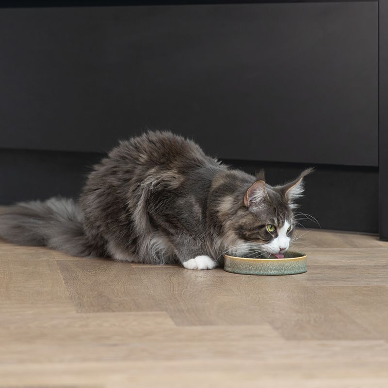 Designed by Lotte Jace Ceramic Cat Bowl – Green 350ml, 15cm (diameter)