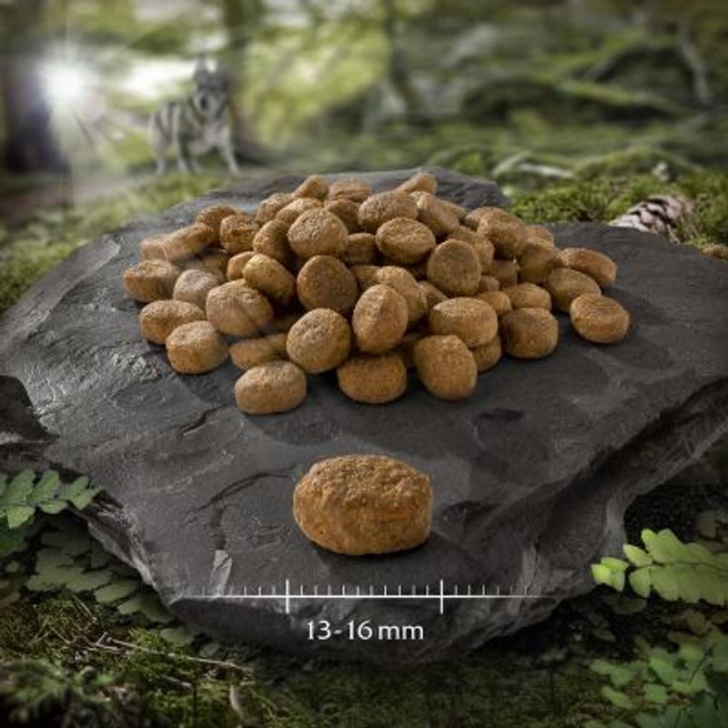 Wolf of Wilderness \