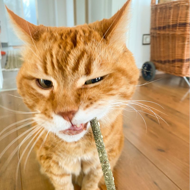 Aumüller Mikado Sticks for Cats 10 Pieces