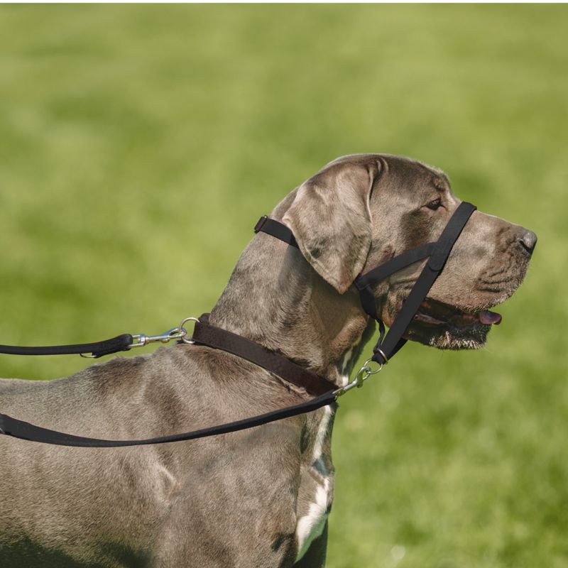 Halti Training Lead Forest Green (200 cm long, 15 mm wide)