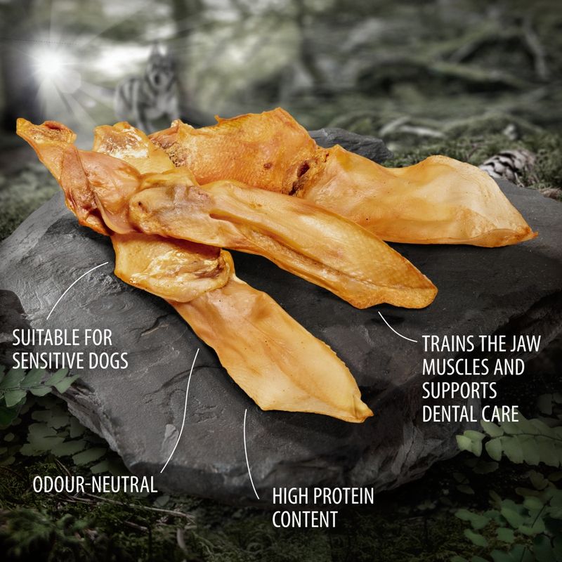 Wolf of Wilderness \