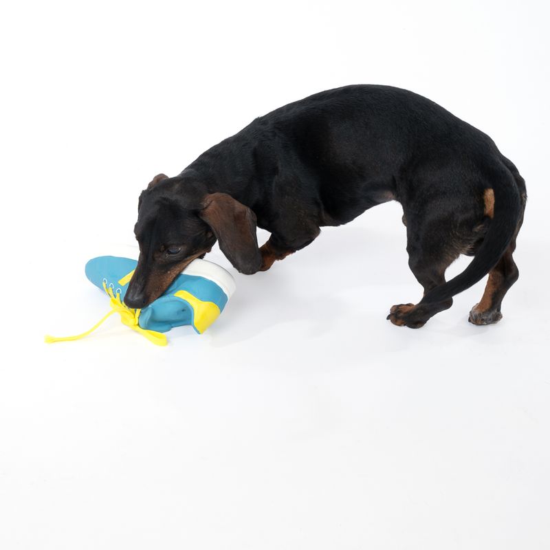 TIAKI Trainer Latex Dog Toy 23.5 x 8 x 10 cm (L x W x H)