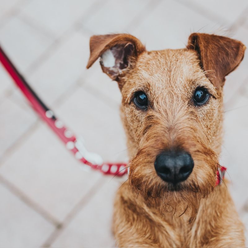 HUNTER Swiss Adjustable Dog Lead Size 2