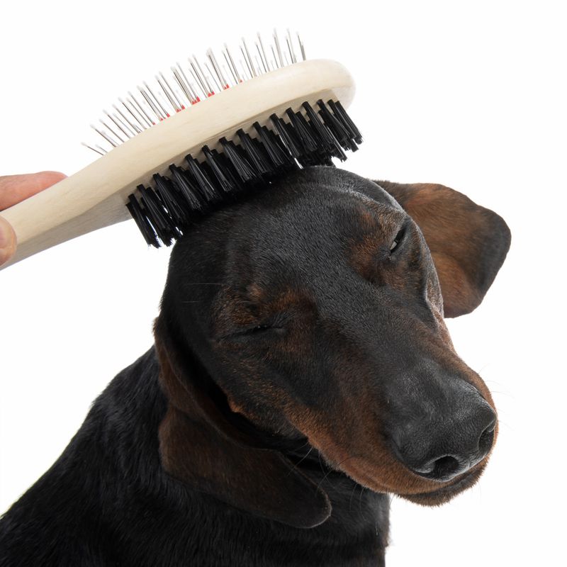 Double-sided Oval Brush 22 x 6cm (L x W)