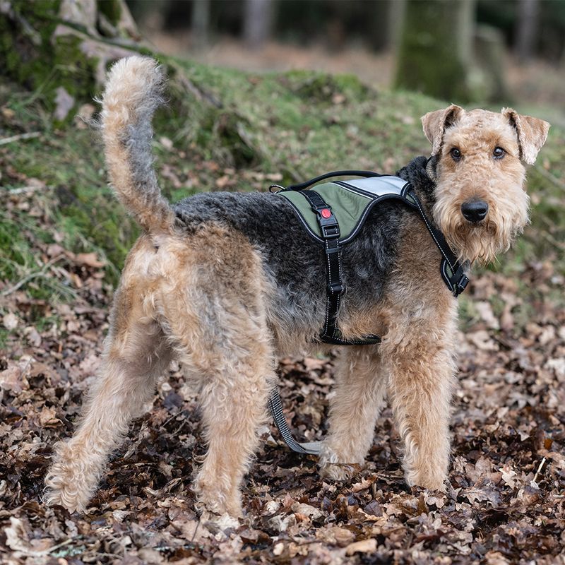 Rukka® Mission Harness – Olive Size L: 70 - 80cm chest circumference, W 25mm