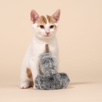 TIAKI Koala with Silvervine Stick Cat Toy 1 Toy