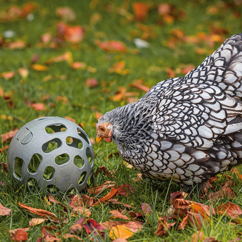 beeztees Snack Ball for Chickens 1 Ball