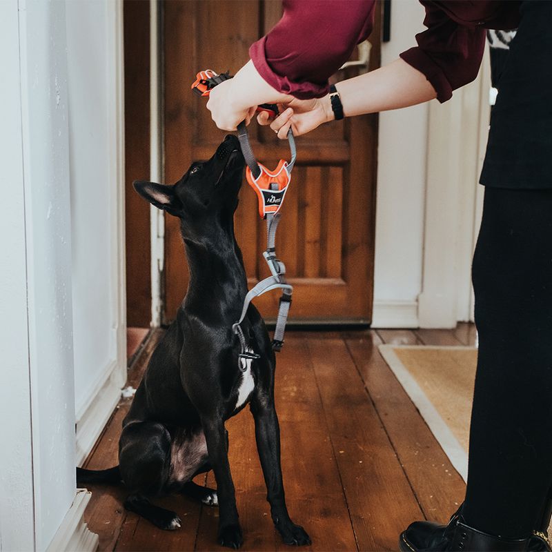 HUNTER Divo Harness – Red/Grey Size S-M: 52 – 68 cm Chest Circumference