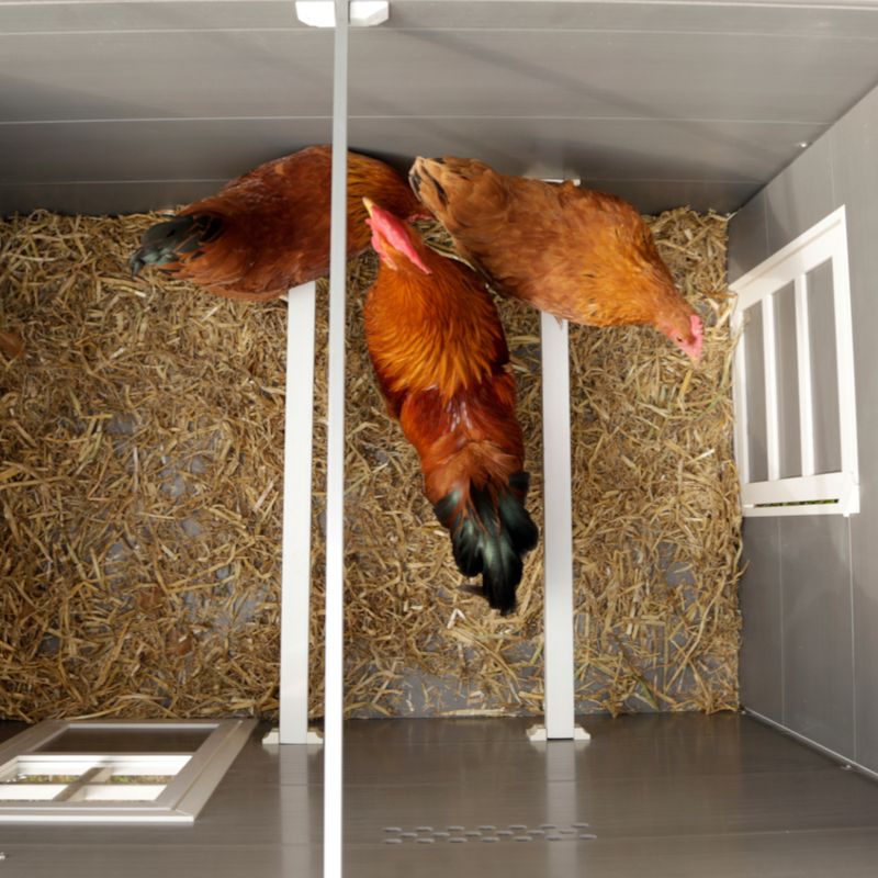 Kerbl Hobbyfarming ECO Plastic Coop Barney for Chickens 137 x 73 x 83cm (L x W x H)