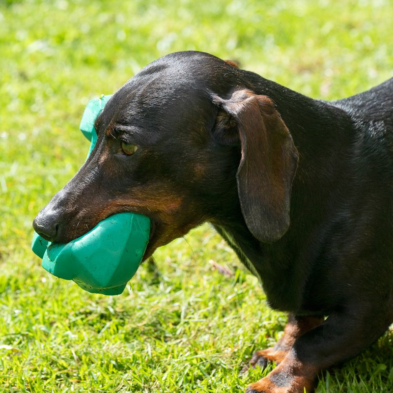 Modern Living Olympia Latex Dinosaur 15 x 7 x 12 cm (L x W x H)