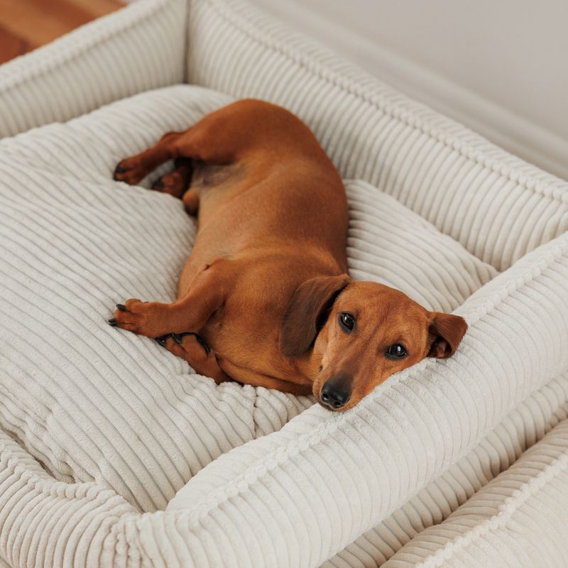 Modern Living Dog Bed Helena L: 65 x W x H 60 x 18 cm, beige