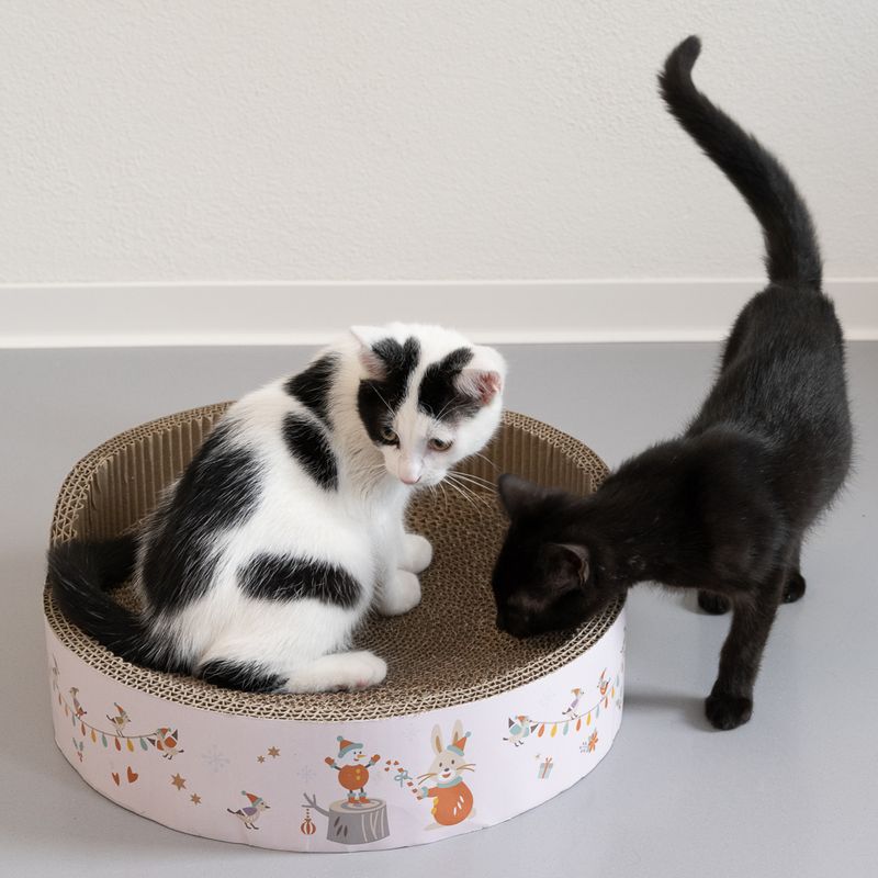 Cardboard Cat Furniture Relax Winter Edition diameter 39 x (H) 14.5cm