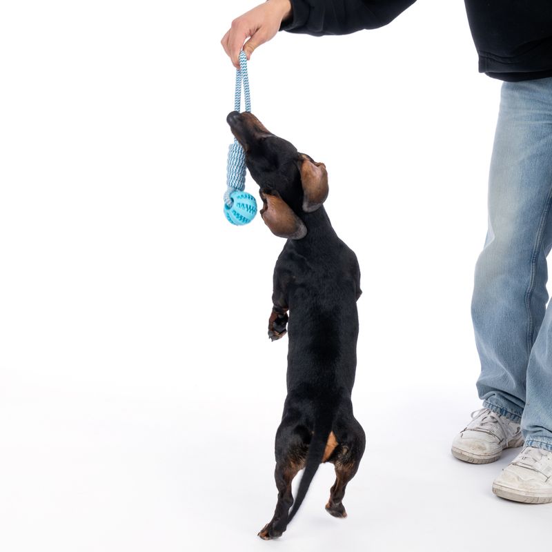 TIAKI Rope with TPR Ball 1 Toy