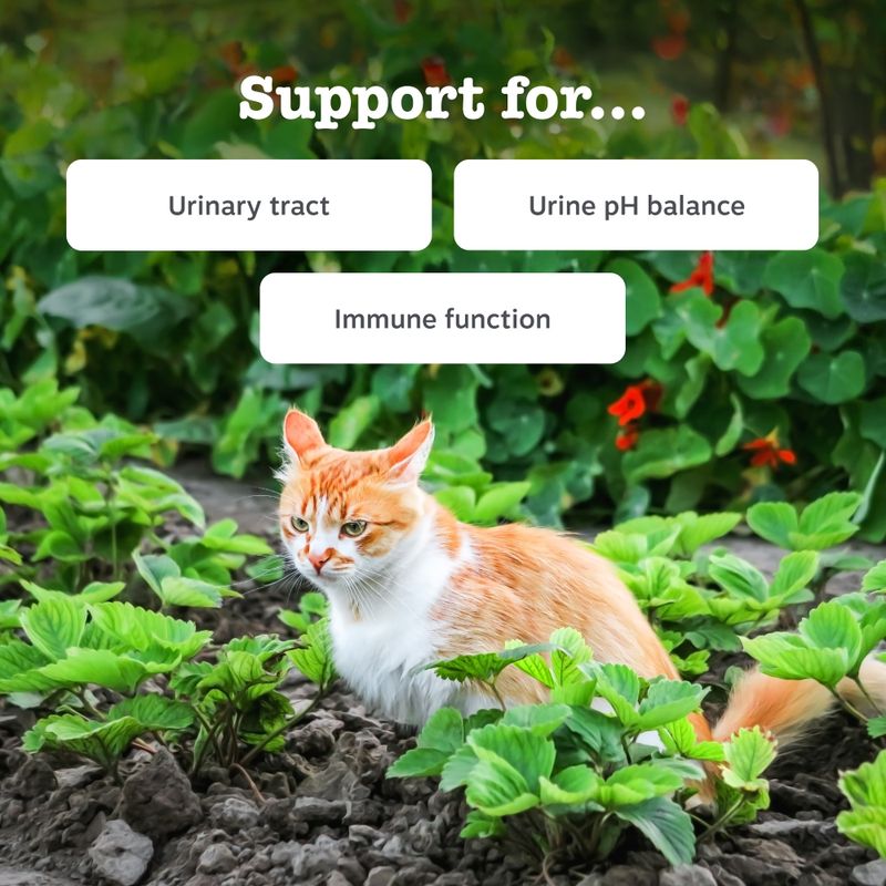 Zesty Paws Urinary & Renal Care Paste Urinary Health 75g