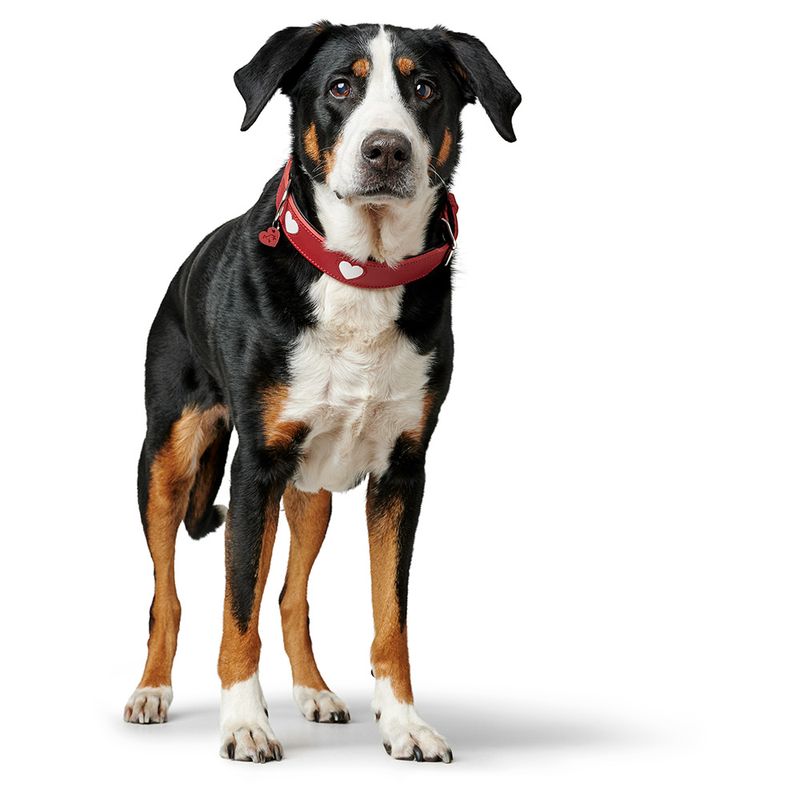 HUNTER Love Collar - Red Size 47: 38 - 44 cm Neck Circumference