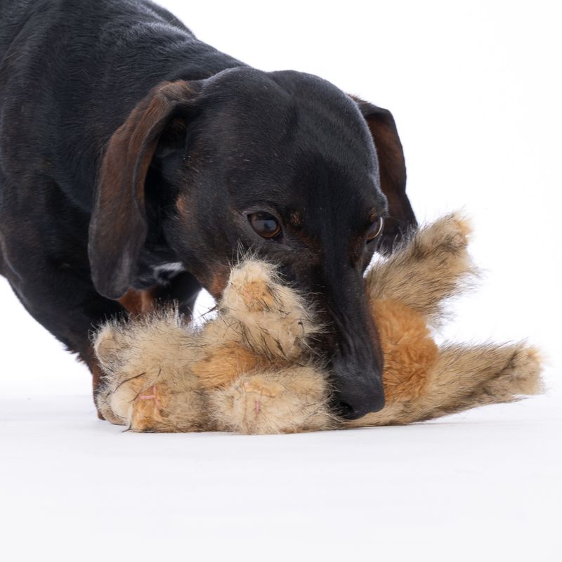 TIAKI Wild Rabbit Plush Dog Toy 20 x 7 x 12 cm (L x W x H)