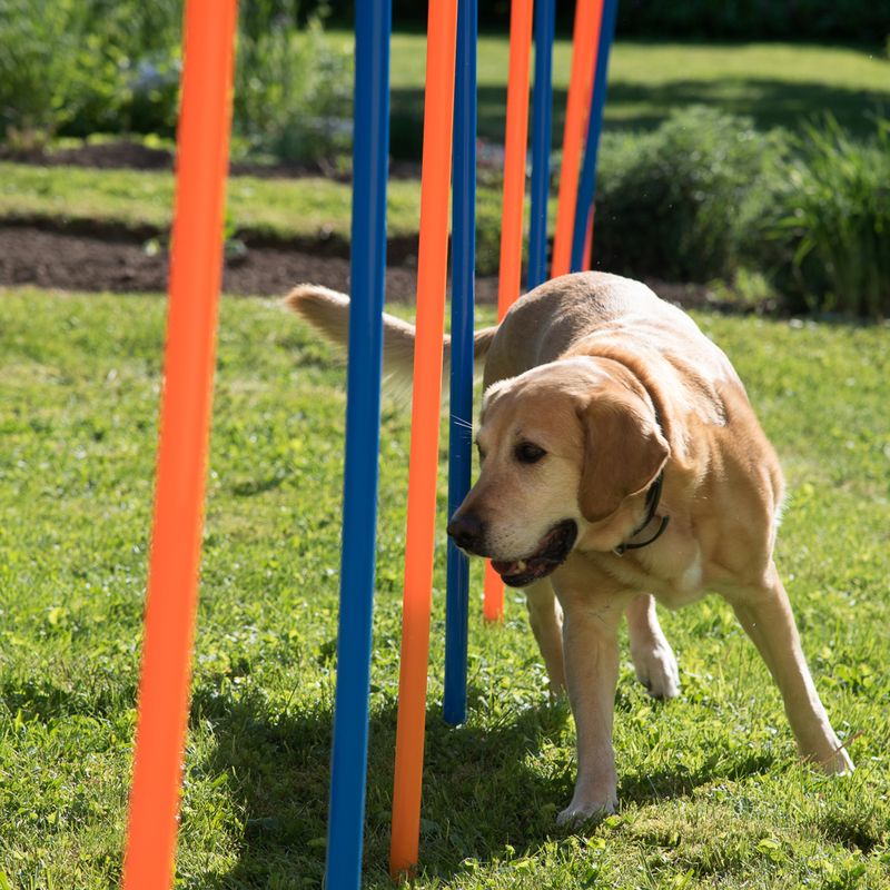 Agility Fun & Sport Slalom Set 12-pack