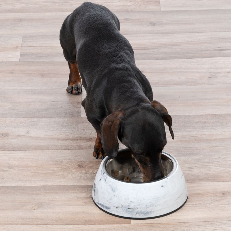 Modern Living Athens Dog Bowl 850ml