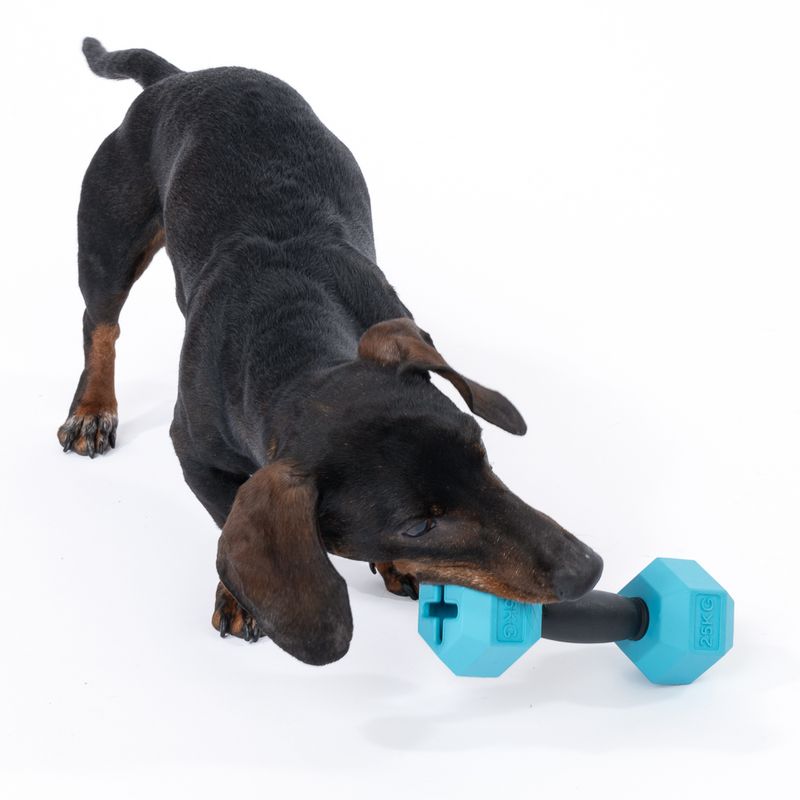 TIAKI Rubber Dumbbell Chew Toy 1 Toy