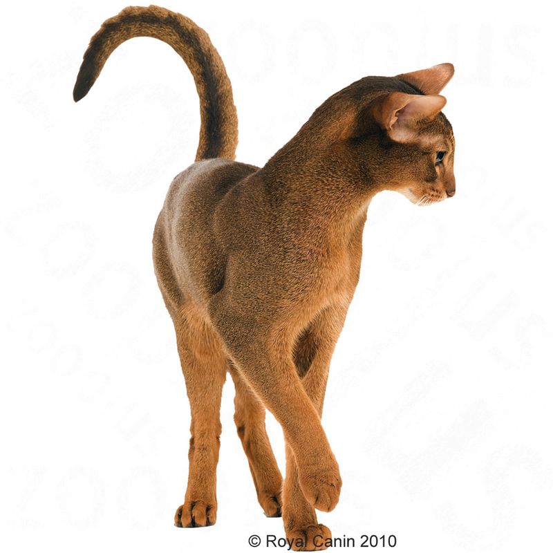 Royal Canin Savour Exigent 400g