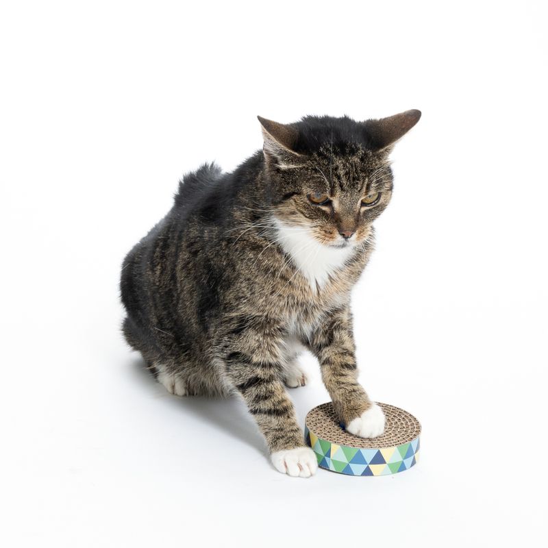 zooplus Basics Spin & Scratch Cat Toy diameter 10 x (H) 4 cm