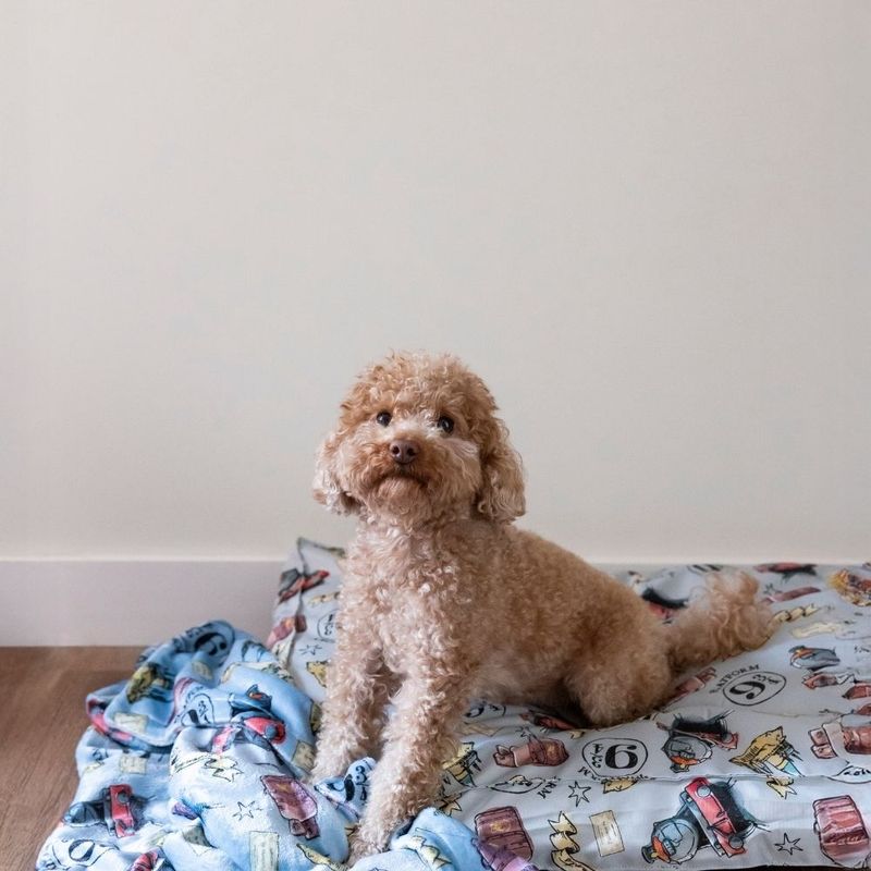 Harry Potter Hogwarts Express Dog Mattress Size S: 80 x 50 x 15 cm (L x W x H)