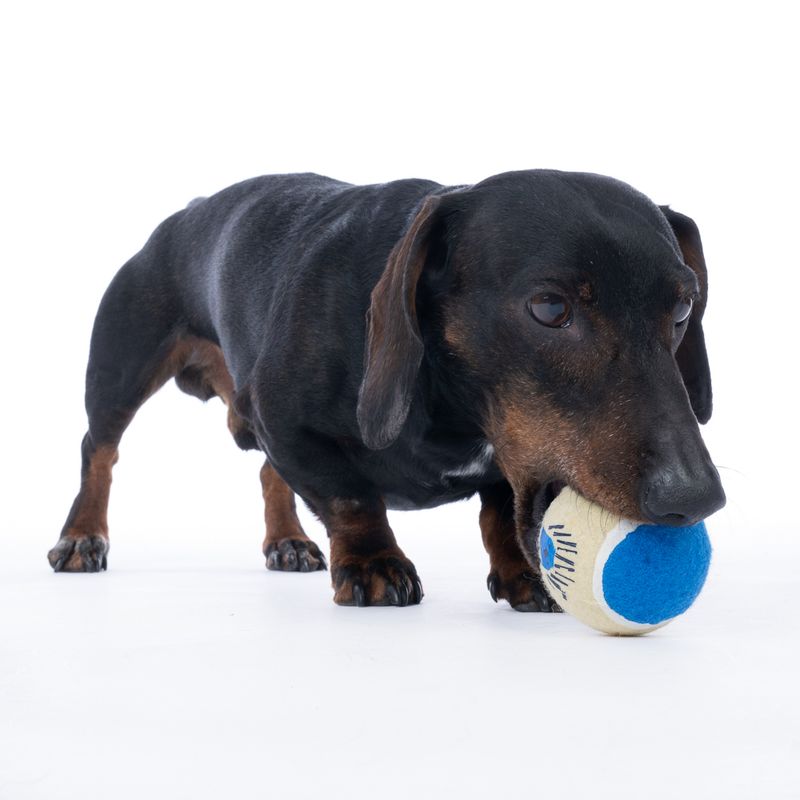 Harry Potter Hogwarts Tennis Ball Set 4 Balls (diameter 6.3cm each)