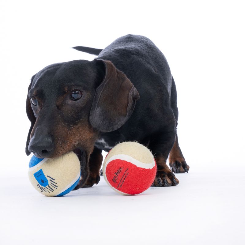 Harry Potter Hogwarts Tennis Ball Set 4 Balls (diameter 6.3cm each)