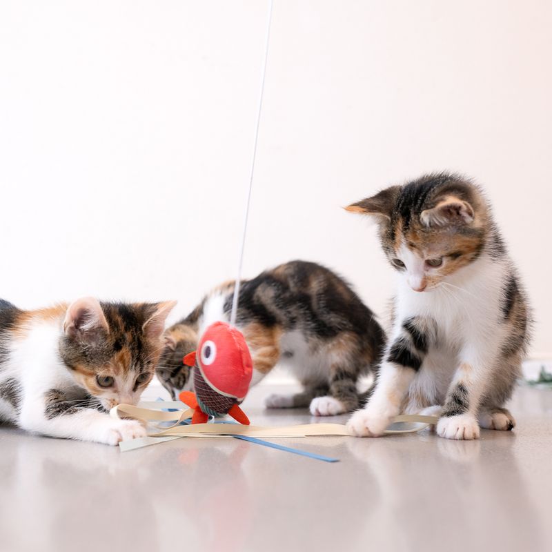 TIAKI Fish Cat Dangler Toy with Finger Ring 1 Toy