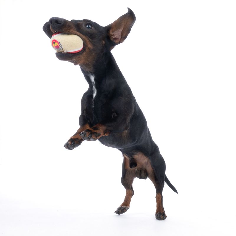 Harry Potter Hogwarts Tennis Ball Set 4 Balls (diameter 6.3cm each)