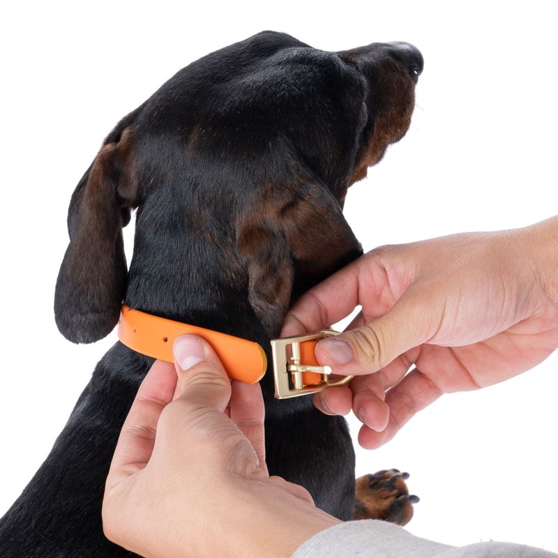 TIAKI Water-Repellent PVC Collar - Orange Size S: 24-36cm (Neck Circumference)