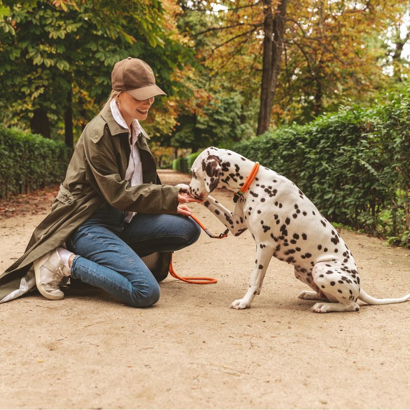 Nomad Tales Spirit Collar, tangerine Size XS: 30 - 36 cm neck circumference, W 30 mm