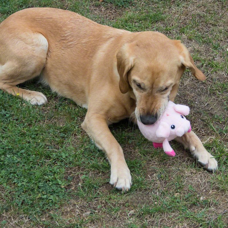 Piggy Pig Gum Massager Dog Toy Diameter approx. 8cm