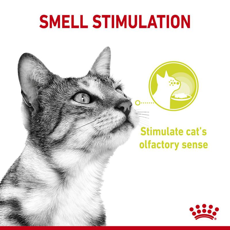 Royal Canin Sensory Smell in Jelly 12 x 85g