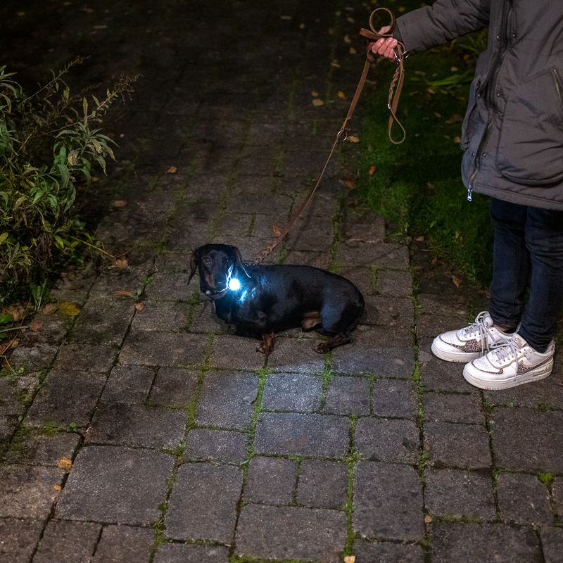 Nomad Tales Bloom Light for Collar & Harness Blue