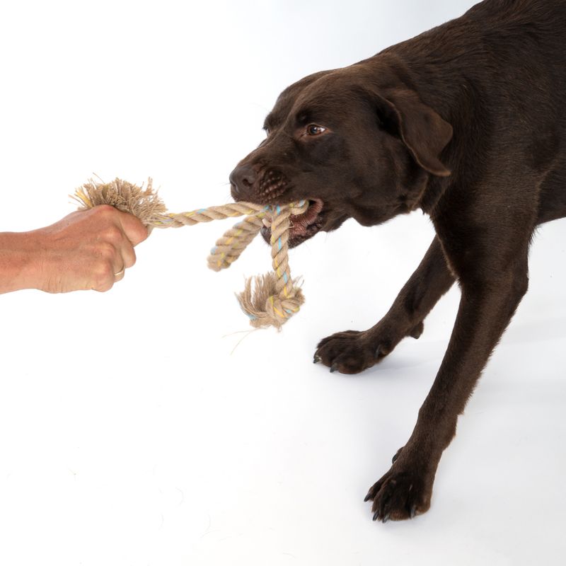 Modern Living Menorca Knot with Loop Rope Toy approx. 40 x 6 x 6 cm (L x W x H)