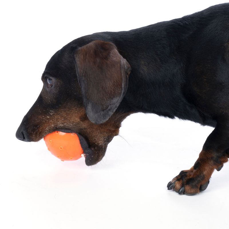 TIAKI Water Balloon Dog Toy 1 Toy