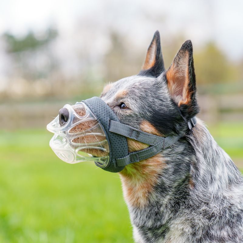 Baskerville INVISA Muzzle Size 1