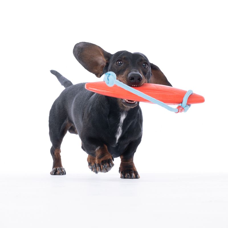 TIAKI Surfboard Dog Toy 55.5 x 10 x 5 cm (L x W x H)